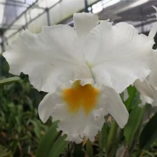 卡特兰Rlc. Eagle Eye 鹰眼‘全勝‘大白花室内办公室花卉洋兰