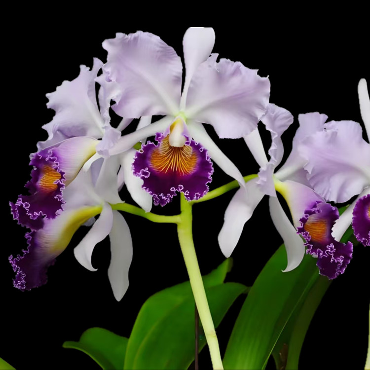 卡特兰 蓝色天堂确定花色 C. Dinard‘Blue Heaven’大花洋兰花卉图片