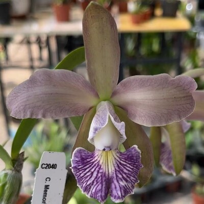 卡特兰C. Memoria Hiromi Nishii （爱德华X蓝西雷丽 ）原盆洋兰