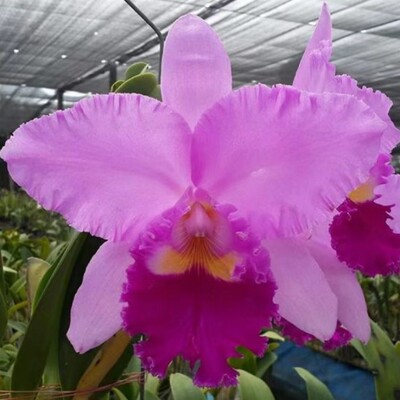 龙岩丽景兰业卡特兰好养