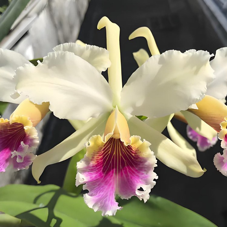 卡特兰王者Cattleya rex 室内办公室客厅花卉卧室庭院盆栽洋兰花