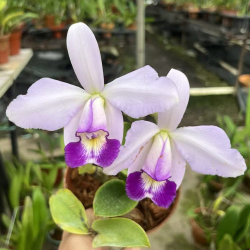 卡特兰原卡确定花色蓝女神C. violacea fma.coerulea室内花卉洋兰