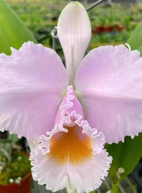 拉特兰阿里斯塔C. schroederae Arista 4N 舒罗四倍体 室内洋兰花