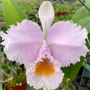 拉特兰阿里斯塔C. schroederae Arista 4N 舒罗四倍体 室内洋兰花