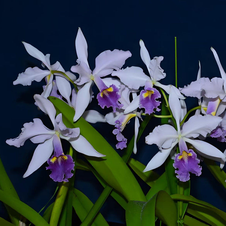 卡特兰原卡C. warscewiczii coerulea 'Ituango'一团狗室内洋兰花