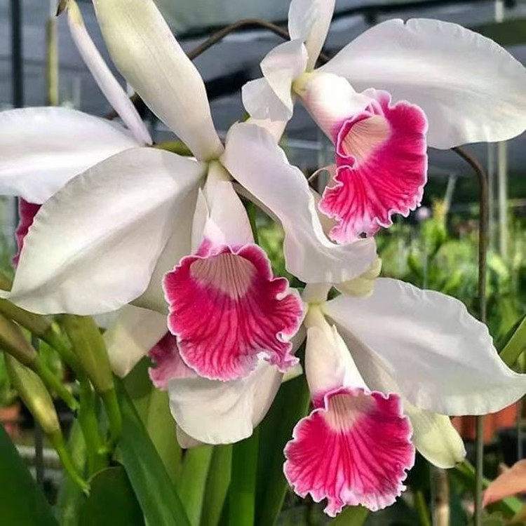 卡特兰三文鱼婆婆肉红唇中苗原盆连体办公室客厅庭院花卉绿植洋兰,鲜花速递/花卉仿真/绿植园艺,国兰/杂交兰/洋兰类,淘宝优惠券,粉丝福利购,淘宝优惠卷