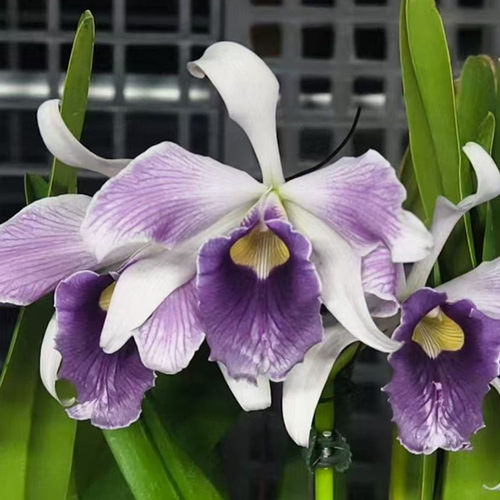 卡特兰原卡灰蓝火C.purpurata fma.werkhausern striata 室内洋兰