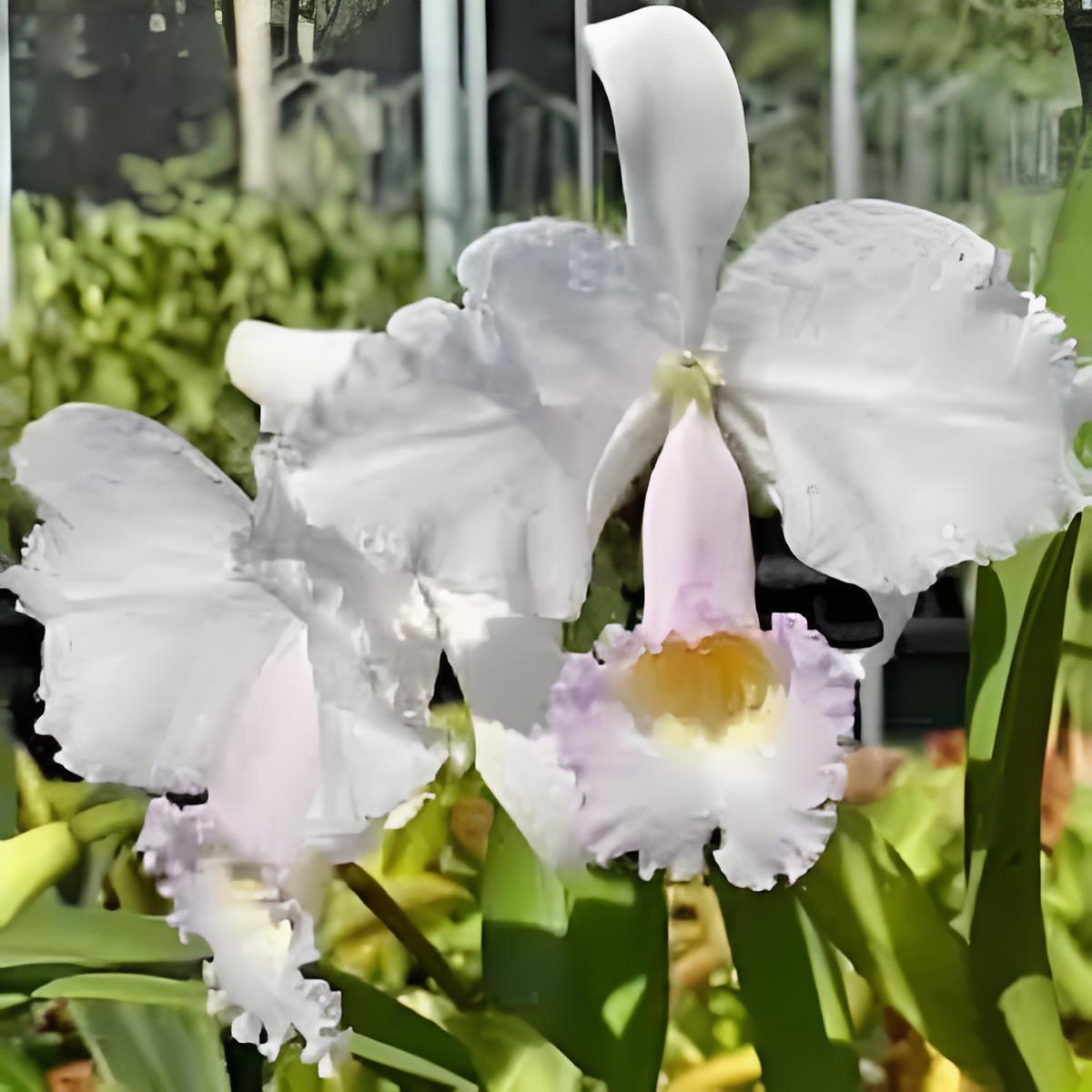 卡特兰原卡亚白特里C.trianae fma. albescens室内办公室盆栽洋兰