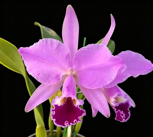 卡特兰原卡确定花色山木红色杰马尼C.jenmanii .rosea室内办公室