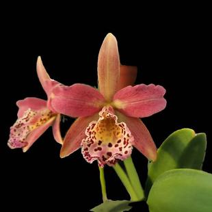 卡特兰库珀皇后Rby. Copper Queen 'H&R'开花苗 白拉索室内办公室