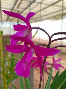 卡特兰棒叶白拉索BC. Makai Jiao Chocolate 'Zilan Violet' 紫岚