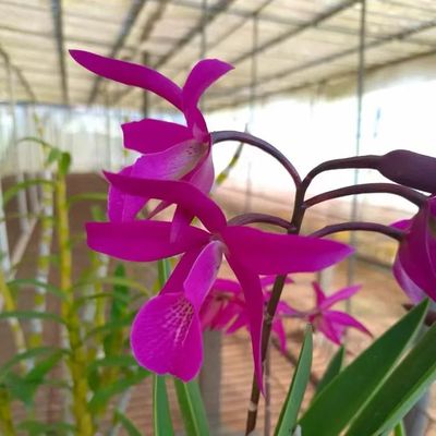 卡特兰棒叶白拉索BC. Makai Jiao Chocolate 'Zilan Violet' 紫岚