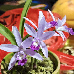 卡特兰原卡小蕾利亚紫蓝伦迪Laelia lundii 室内办公室花卉洋兰花