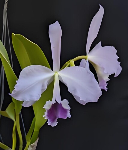 卡特兰原卡蓝拉比实生苗C.labiata coerulea (Tsai Blue Lip 洋兰