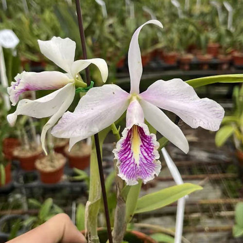 卡特兰原卡半白马确定花色C.maximafmasemi-alba 'La Pedrena'