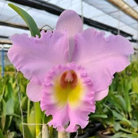 卡特兰Rlc. Mahina Yahiro 'Ulii' AM/AOS优莉确定花色室内洋兰花图片