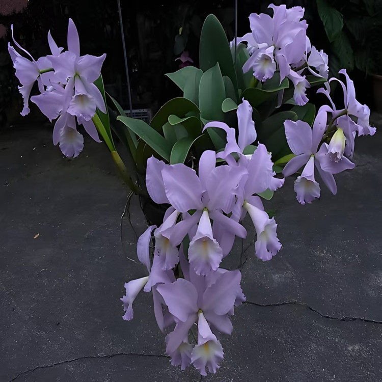 卡特兰C.Sea Breeze 'Blue Ribbon' 蓝丝带'HCC/ AOS室内盆栽洋兰,鲜花速递/花卉仿真/绿植园艺,国兰/杂交兰/洋兰类,淘宝优惠券,粉丝福利购,淘宝优惠卷