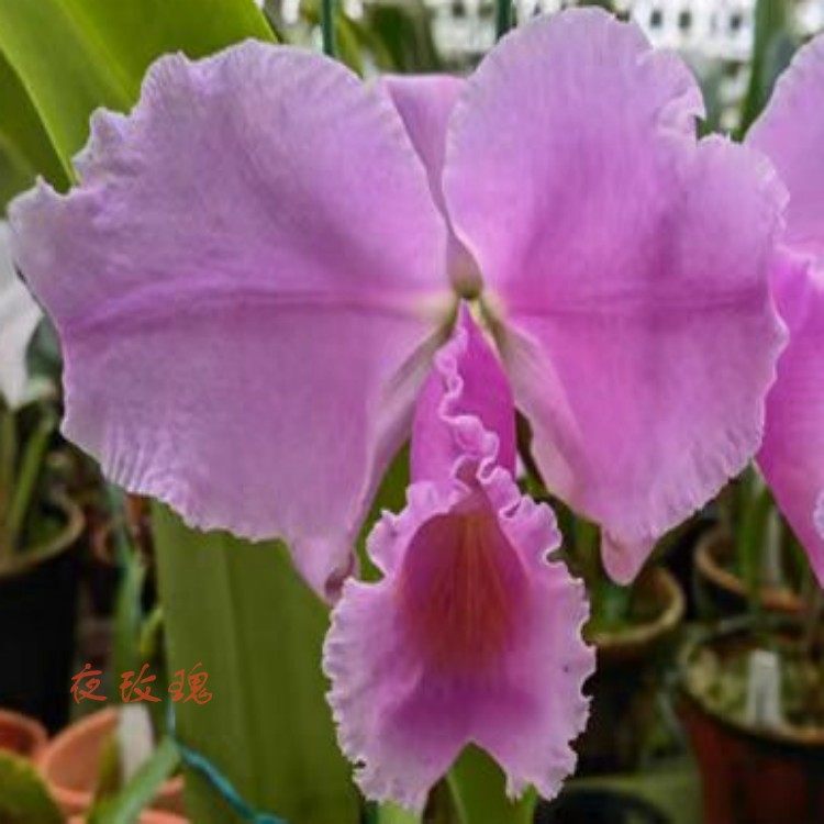 舒罗S37舒罗实生苗 C. schroederae x sib 夜玫瑰交哥伦比亚之光,鲜花速递/花卉仿真/绿植园艺,国兰/杂交兰/洋兰类,淘宝优惠券,粉丝福利购,淘宝优惠卷