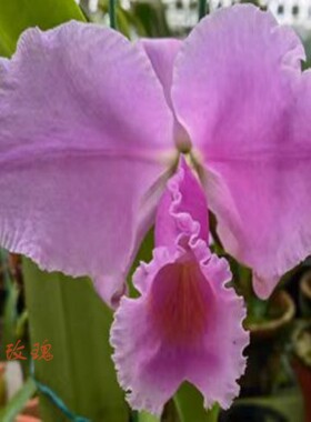 舒罗S37舒罗实生苗 C. schroederae x sib 夜玫瑰交哥伦比亚之光