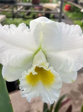 卡特兰带花西关大少 Rlc. Vigour Bowlder白色大花室内洋兰花盆栽