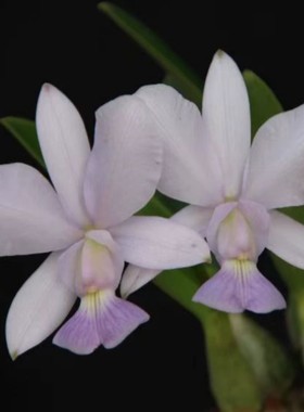 卡特兰原原卡蓝色走路人 C. walkeriana 蓝色曼哈室内办公室洋兰