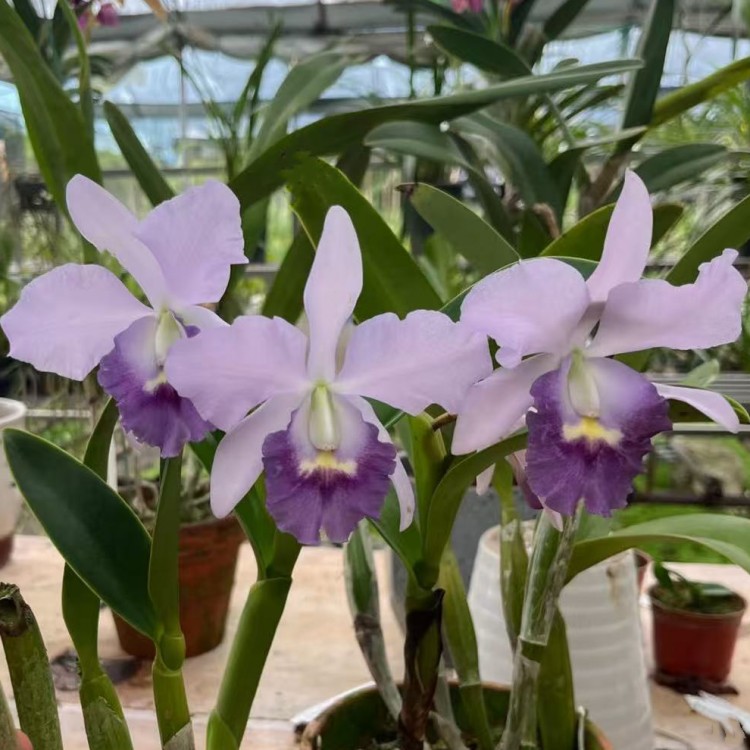 卡特兰Ctt. Blue Angel 'Hsingying Azul'新营阿祖尔开花苗洋兰花
