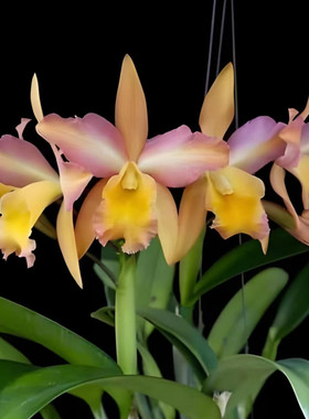 卡特兰彩虹桥Rct. Mikawa Crystal Rainbow Bridge 室内客厅花卉