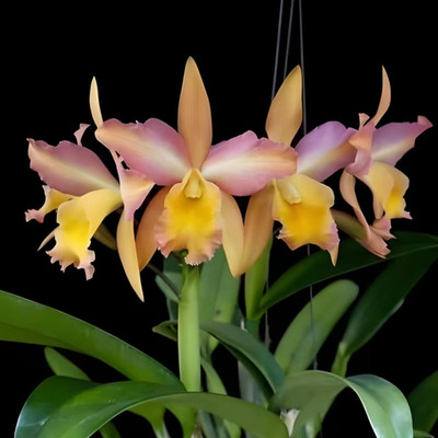 卡特兰彩虹桥Rct. Mikawa Crystal Rainbow Bridge 室内客厅花卉