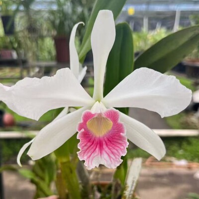 卡特兰原卡确定开品三文鱼婆婆 C. purpurata carnea 肉红唇洋兰