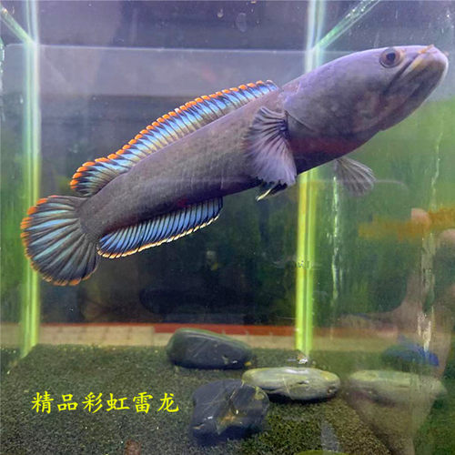 雷龙鱼多少钱 雷龙鱼价格 小麦优选