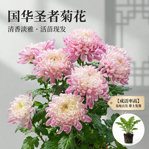 【国华圣者】大菊花苗独本菊花苗瑞云殿国华大菊系列狮子头菊