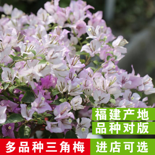 四季开花重瓣冰美人原土三角梅
