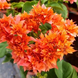 （重瓣橙）三角梅大苗好养易开花花卉基地不带花好养活四季开花