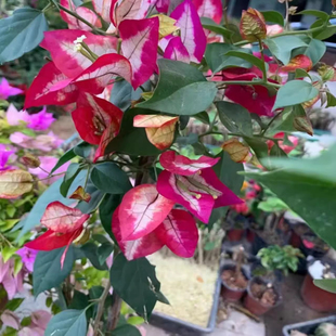 倾城美人三角梅盆栽四季开花树苗爬藤重瓣带原土漳红樱庭院勤花