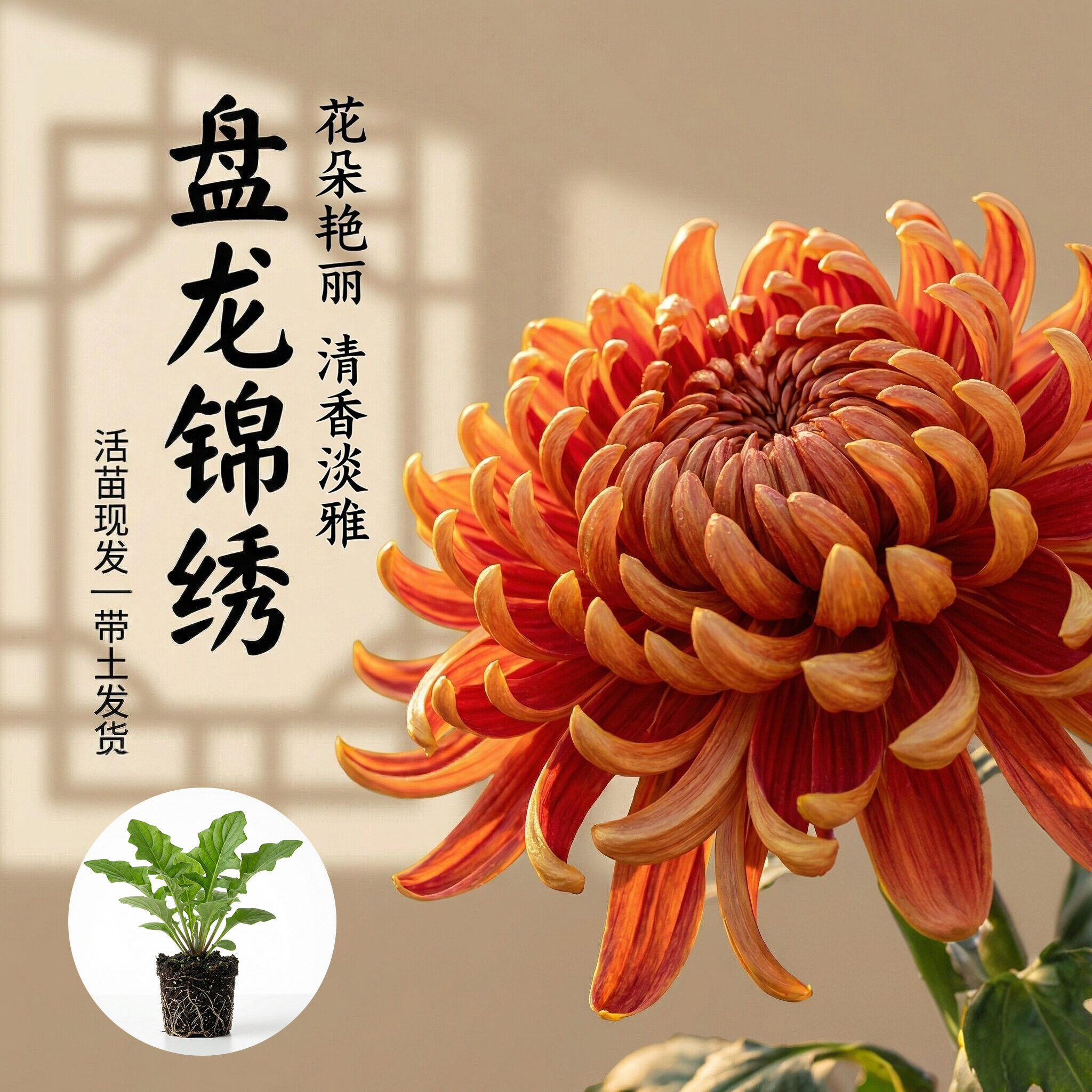 【国华盘龙锦绣】大菊花苗独本菊花苗瑞云殿国华大菊系列狮子头菊
