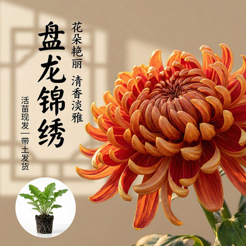 【国华盘龙锦绣】大菊花苗独本菊花苗瑞云殿国华大菊系列狮子头菊