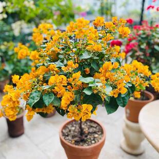 （加州黄）三角梅大苗好养易开花花卉基地不带花好养活四季开花