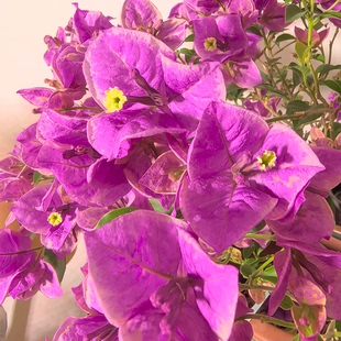 六翼天使三角梅盆栽四季开花树苗爬藤重瓣带原土漳红樱庭院勤花