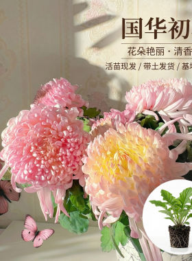 国华大菊初樱花苗国菊瑞云殿鹅毛粉黛国华丹青溢彩狮子头菊包邮