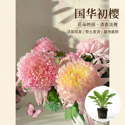 国华大菊初樱花苗国菊瑞云殿鹅毛粉黛国华丹青溢彩狮子头菊包邮