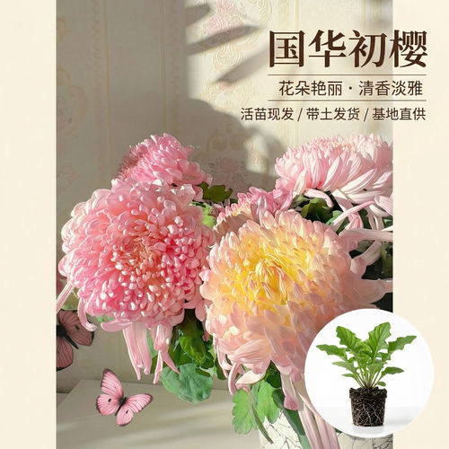 国华大菊初樱花苗国菊瑞云殿鹅毛粉黛国华丹青溢彩狮子头菊包邮