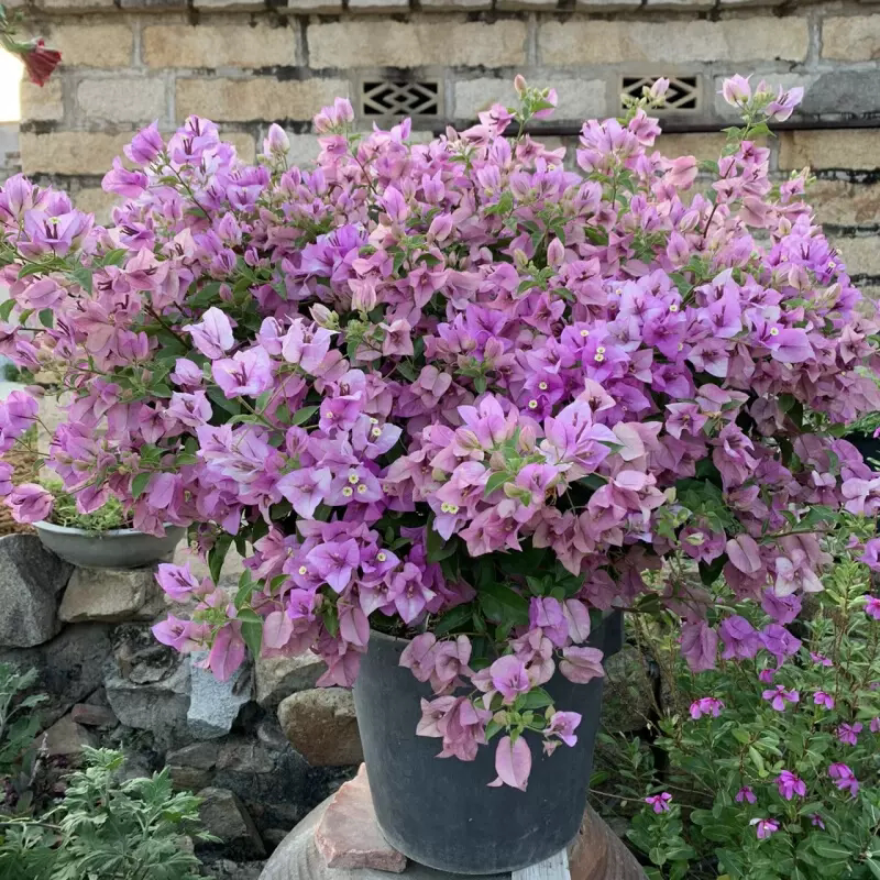 雪紫三角梅盆栽四季开花树苗爬藤重瓣带原土漳红樱庭院勤花阳台