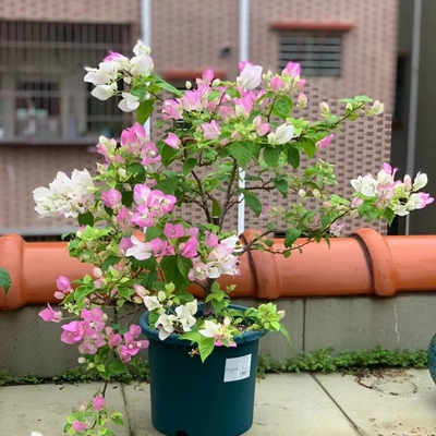 口红三角梅小苗带盆栽易养