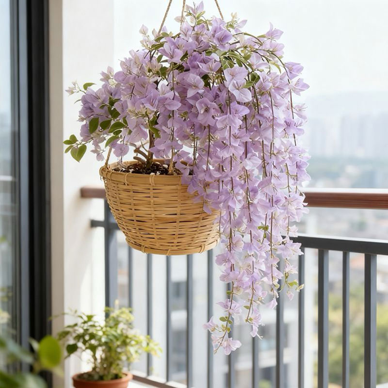 福建基地勤花满色【正宗