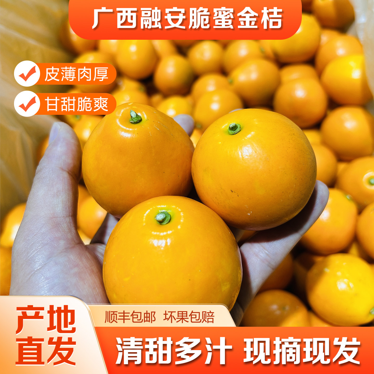 正宗广西融安脆蜜金桔鲜果第三代脆蜜金柑纯甜精品实惠装顺风包邮