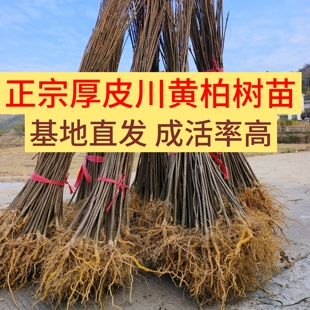 正宗川黄柏树苗子厚皮树苗批发大叶黄柏种苗黄柏苗木中药材绿化用