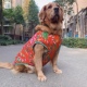 宠物狗东北大花棉袄新年喜庆高弹力中大型犬金毛萨摩耶夏款 薄衣服