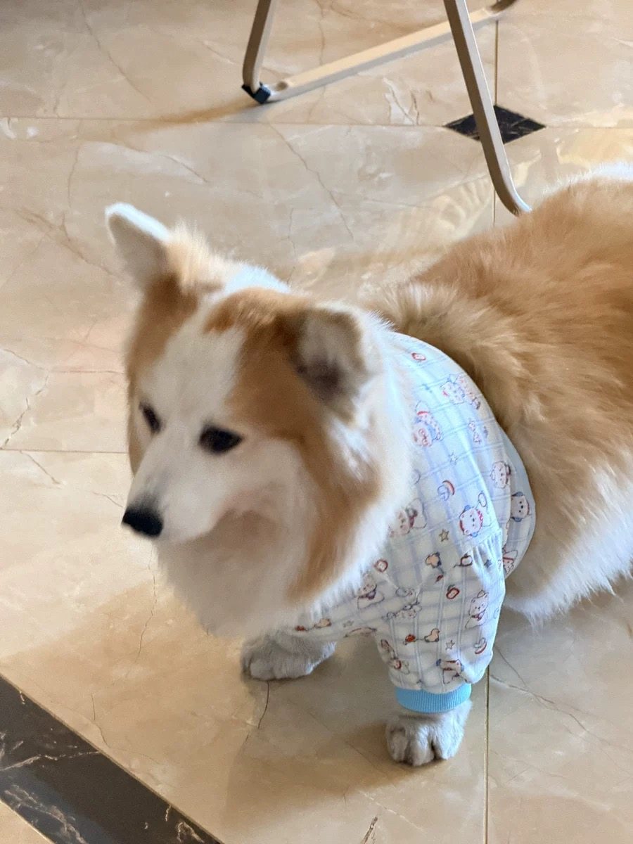 宠物狗狗护肘关节套柯基小短腿狗护膝袖套关节秋冬保护套防脏腿套,宠物/宠物食品及用品,狗宠物服装/雨衣,淘宝优惠券,粉丝福利购,淘宝优惠卷