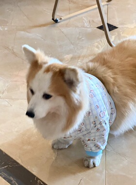 宠物狗狗护肘关节套柯基小短腿狗护膝袖套关节秋冬保护套防脏腿套