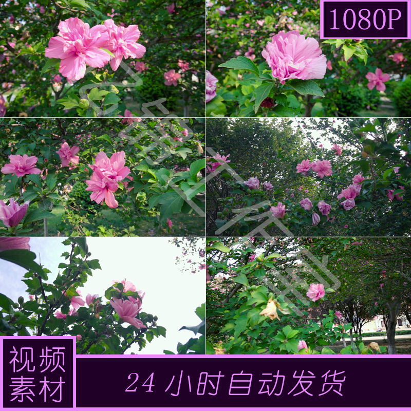 原创牡丹木槿市政绿化植物花朵视频素材